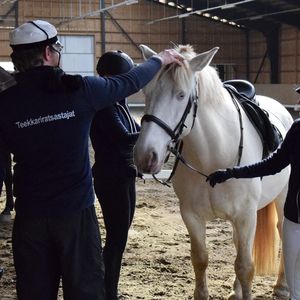 teekkareita hevosen ympärillä