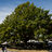 Big tree