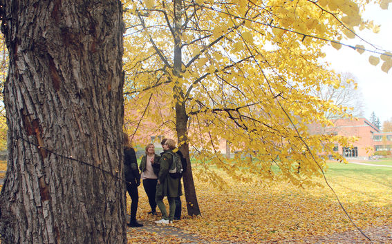 Opiskelijoita puun alla