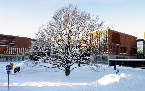 A huge snowy tree in the cold winter snow.