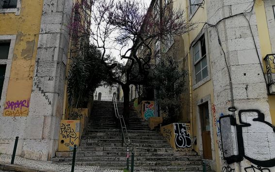 Puu portaissa